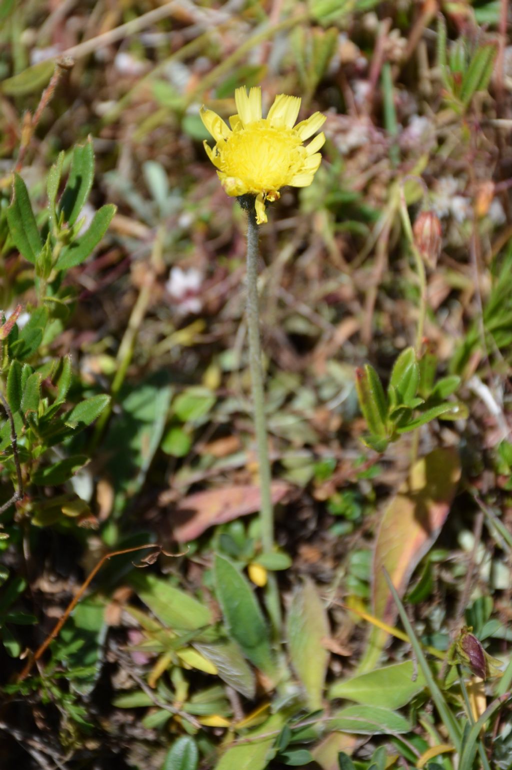 Pilosella officinarum (ex Hieracium pilosella)